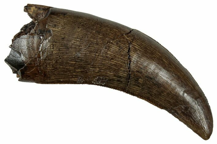 Serrated, Tyrannosaur (Nanotyrannus) Tooth - Montana #350367